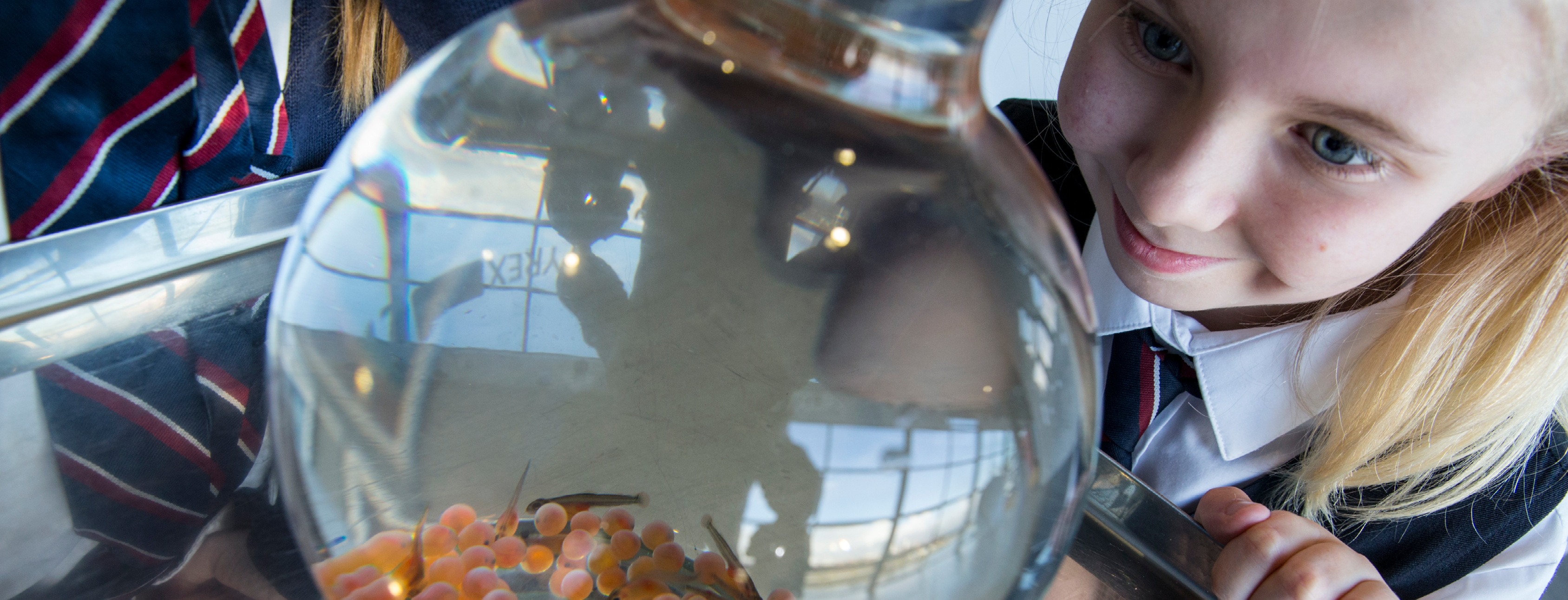 A school pupil peers into a glass bulb filled with water and brown trout eggs, as part of the Clyde in the classroom educational programme