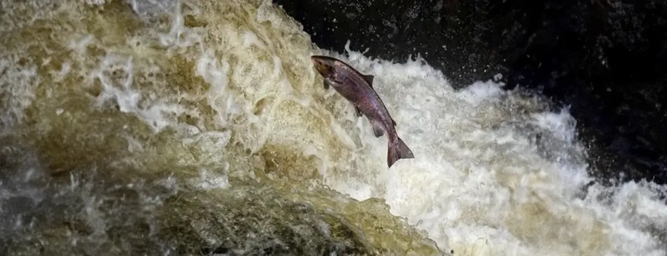 Landmark agreement secures local management of salmon fishing rights