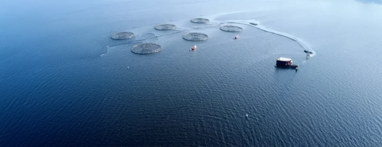 Root and branch review of aquaculture leasing complete