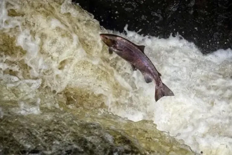 Landmark agreement secures local management of salmon fishing rights