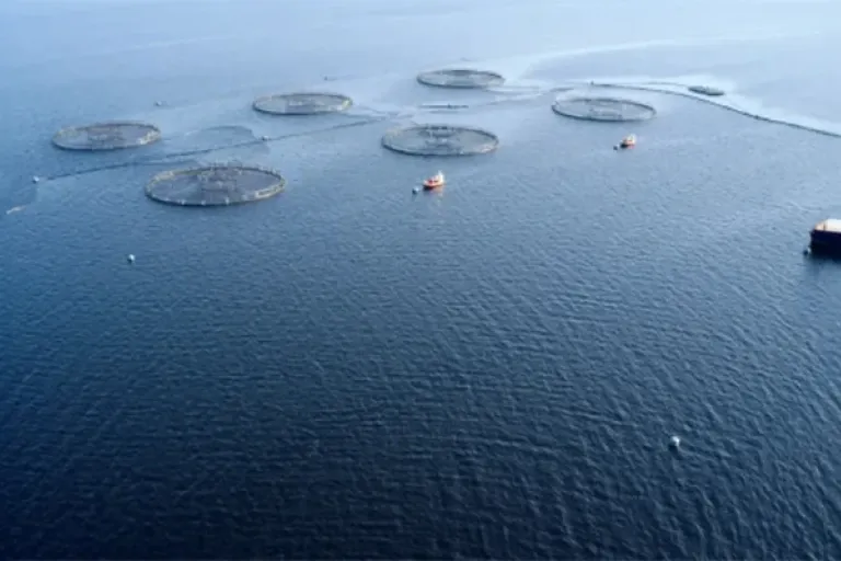 Root and branch review of aquaculture leasing complete