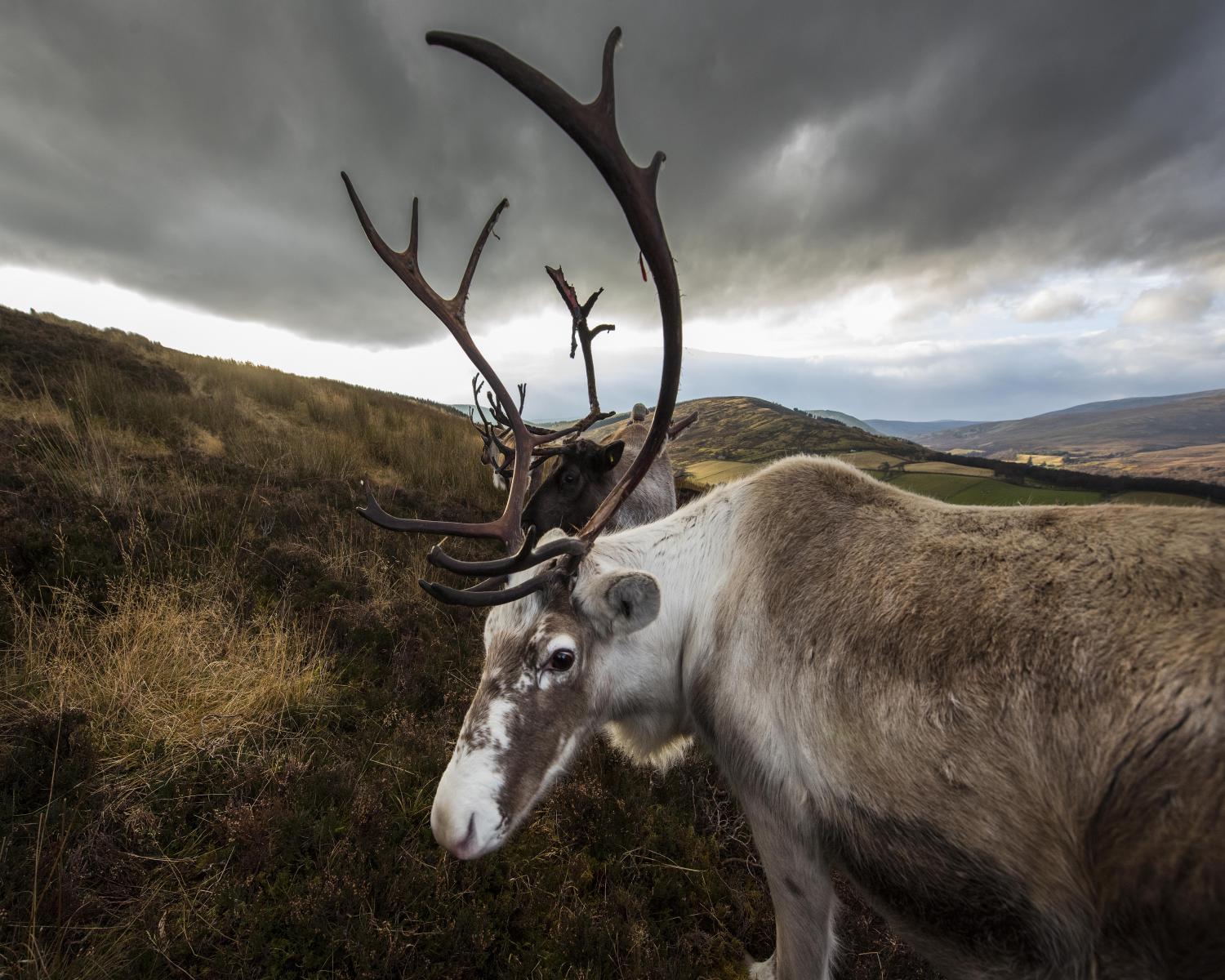 Glenlivet reindeer