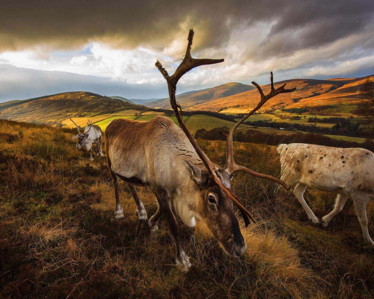 Reindeer at Glenlivet Estate